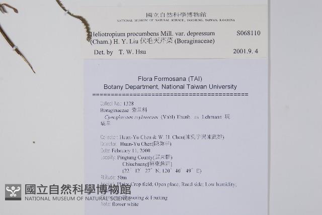 伏毛天芹菜藏品圖，第2張