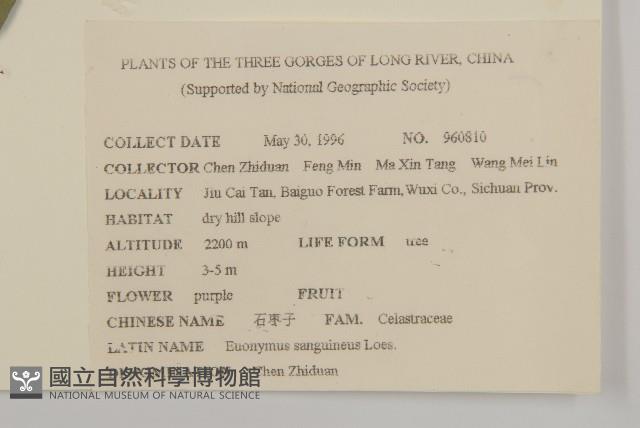 石棗子藏品圖，第2張