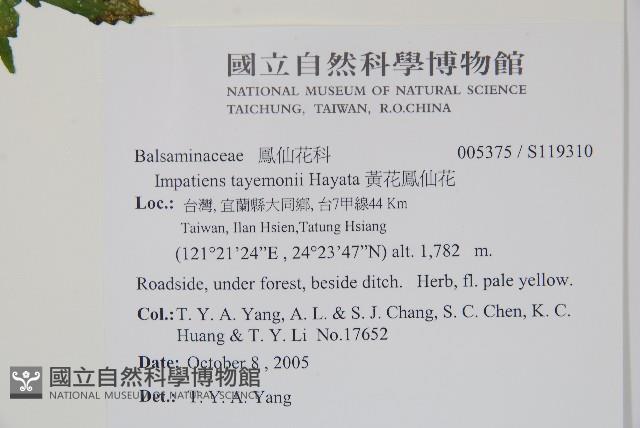 黃花鳳仙花藏品圖，第2張