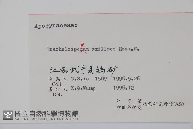 紫花絡石藏品圖，第2張