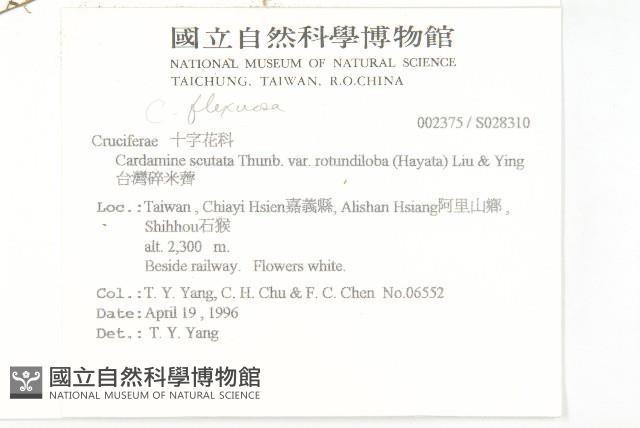 台灣碎米薺藏品圖，第2張