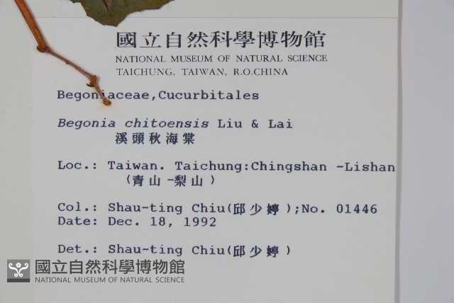 溪頭秋海棠藏品圖，第2張