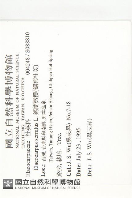 錫蘭橄欖、鋸葉杜英藏品圖，第2張