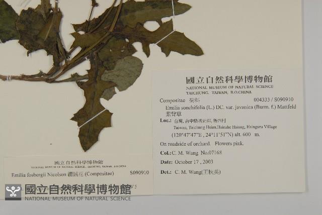 纓絨花藏品圖，第2張