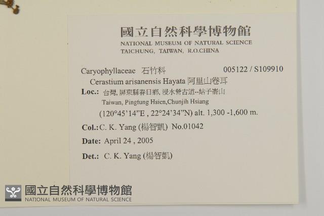 阿里山卷耳藏品圖，第2張