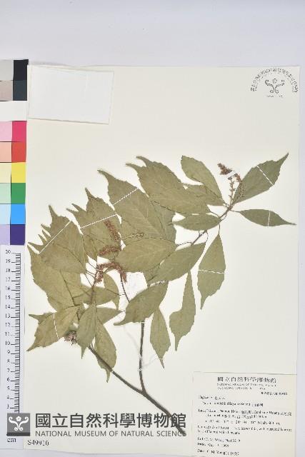 油葉石櫟藏品圖，第1張