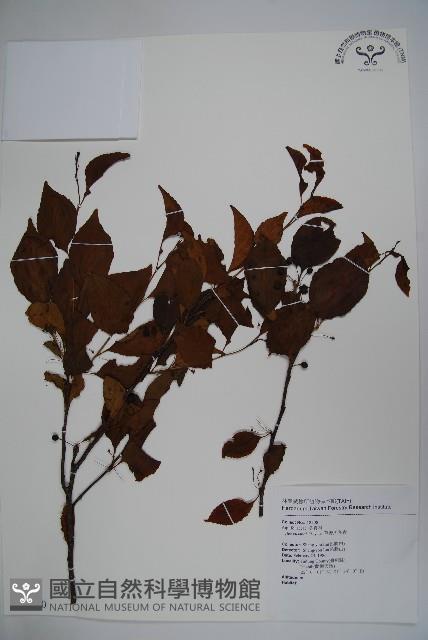 草野氏冬青藏品圖，第1張