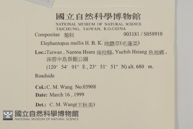 地膽草、毛蓮菜藏品圖，第2張