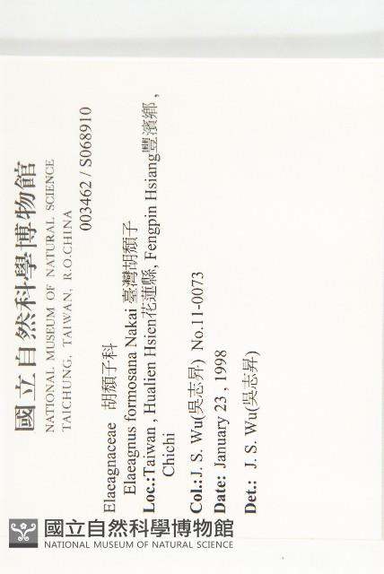 臺灣胡頹子藏品圖，第2張