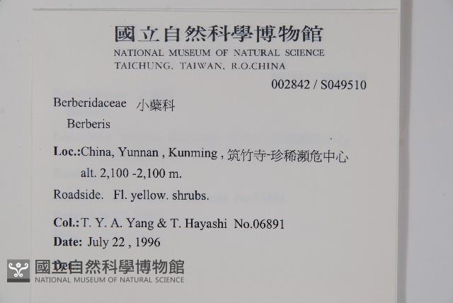 金花小檗藏品圖，第2張