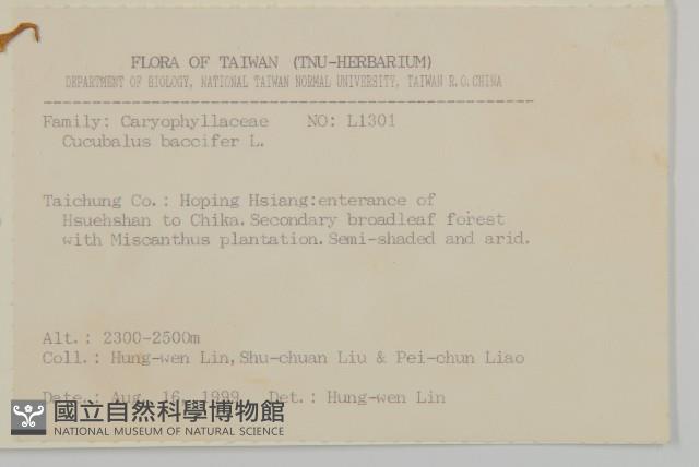 狗筋蔓藏品圖，第2張