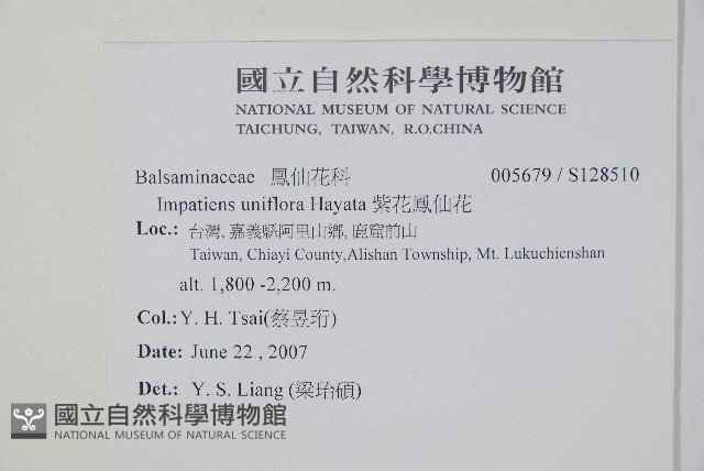 紫花鳳仙花藏品圖，第2張