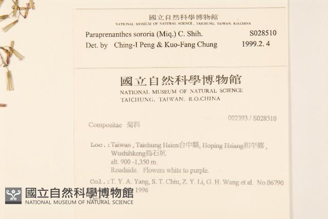 山苦藚、假福王草藏品圖，第2張