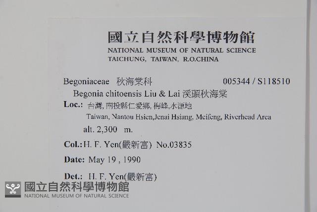 溪頭秋海棠藏品圖，第2張