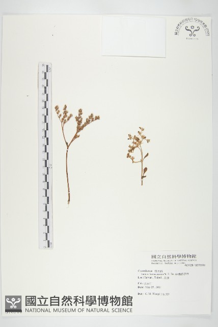 台灣佛甲草、石板菜藏品圖，第1張