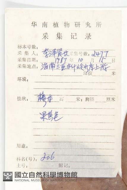 牛栓藤藏品圖，第2張