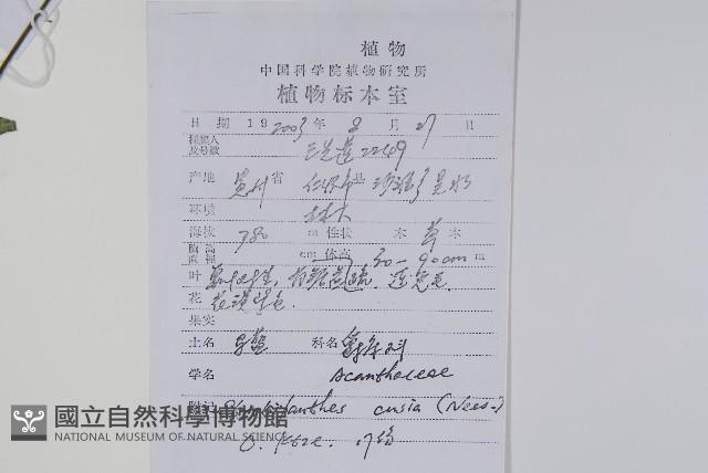 馬藍藏品圖，第2張