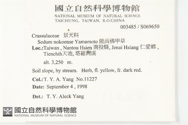 能高佛甲草藏品圖，第2張