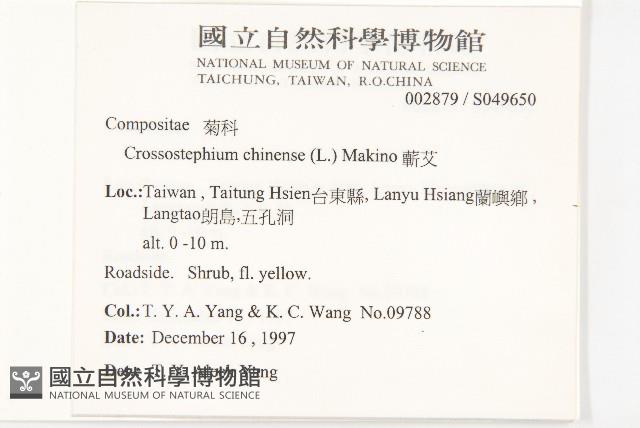 China Lotusdaisy Collection Image, Figure 2, Total 2 Figures