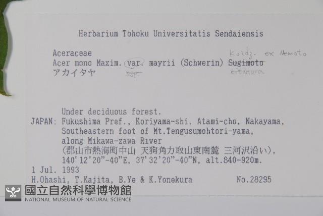 達爾色木槭藏品圖，第2張