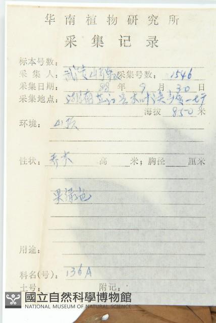 俄氏虎皮楠、蘭嶼虎皮楠、虎皮楠藏品圖，第2張