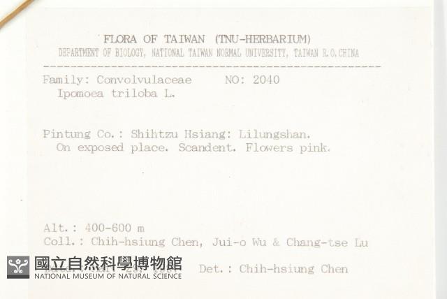 紅花野牽牛藏品圖，第2張