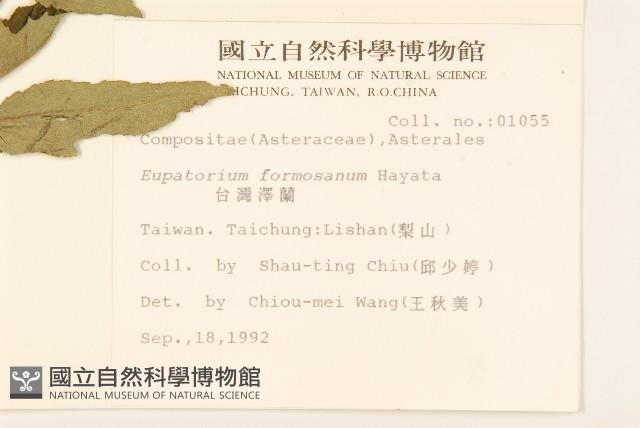 臺灣澤蘭藏品圖，第2張