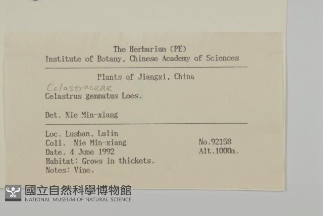 哥蘭葉藏品圖，第2張