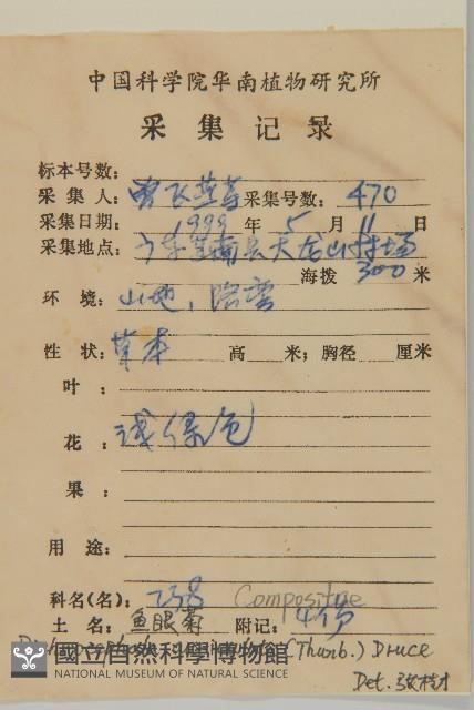 魚眼菊藏品圖，第2張