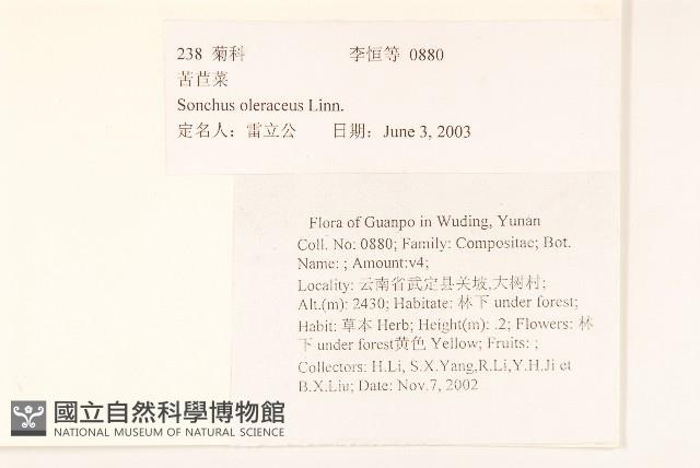 苦滇菜、苦菜藏品圖，第2張