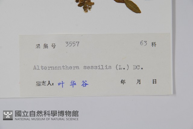 蓮子草藏品圖，第2張