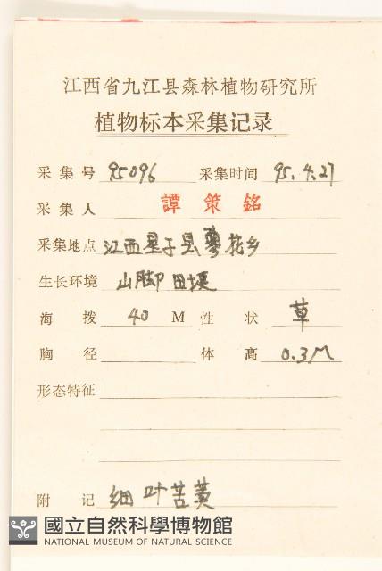 細葉苦實藏品圖，第2張