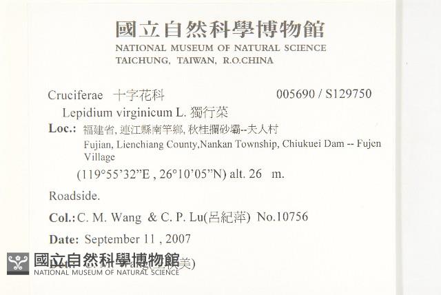 獨行菜藏品圖，第2張