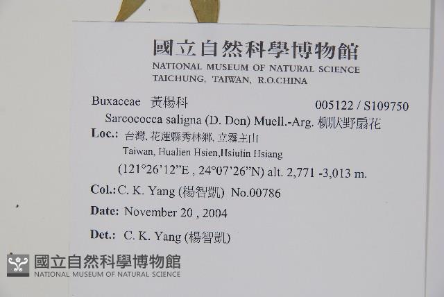 柳狀野扇花藏品圖，第2張