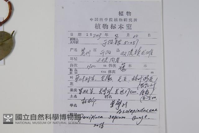 槓柳藏品圖，第2張
