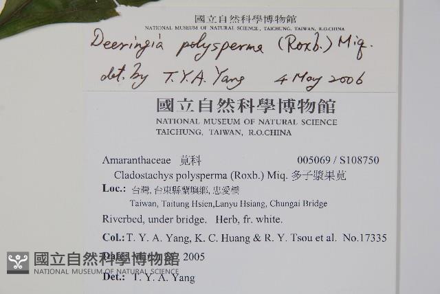 多子漿果莧藏品圖，第2張