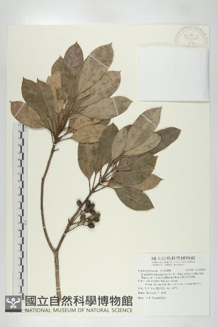 奧氏虎皮楠藏品圖，第1張