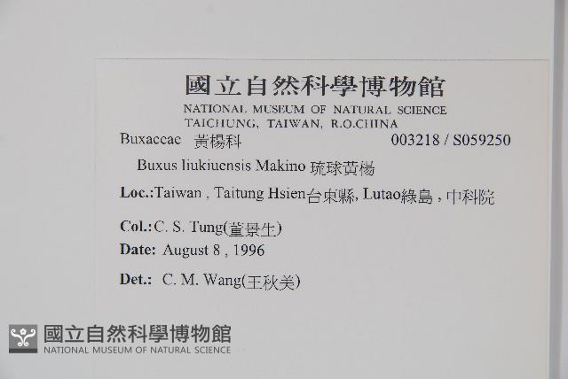 琉球黃楊藏品圖，第2張