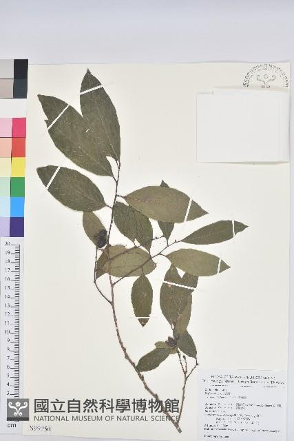 刺杜密藏品圖，第1張