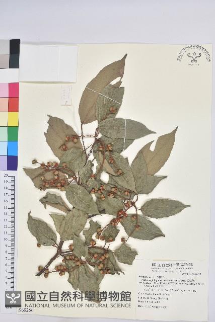 粗糠柴藏品圖，第1張