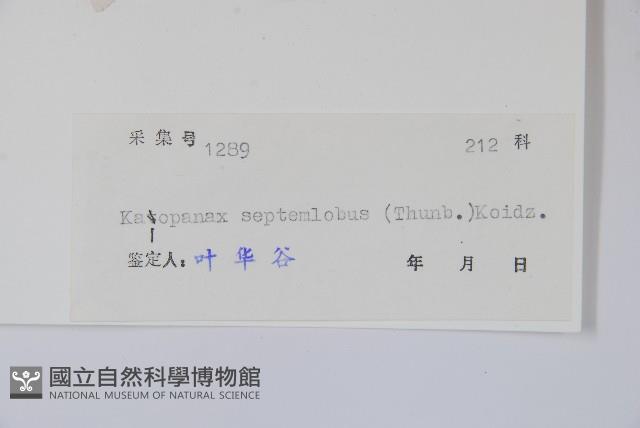 刺楸，蓖麻葉五加藏品圖，第2張