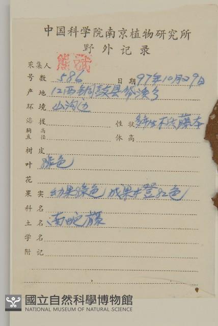 哥蘭葉藏品圖，第2張