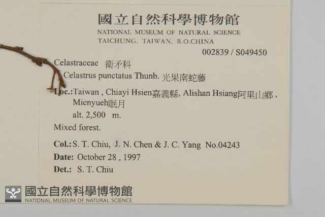 光果南蛇藤藏品圖，第2張