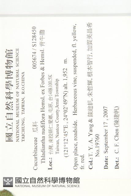 青牛膽藏品圖，第2張