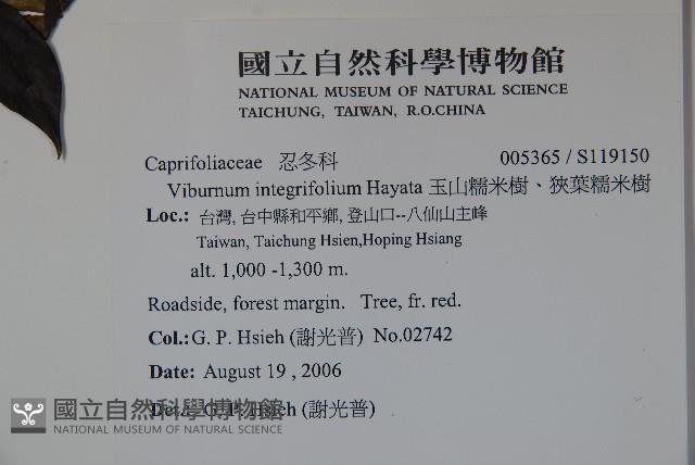 玉山糯米樹、狹葉糯米樹藏品圖，第2張