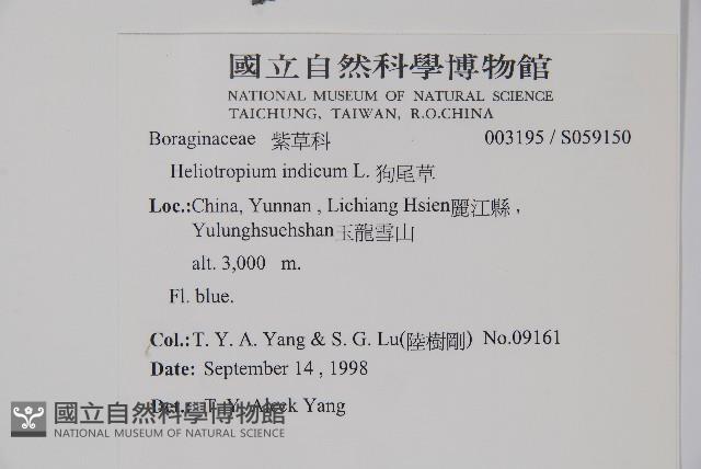 狗尾草藏品圖，第2張