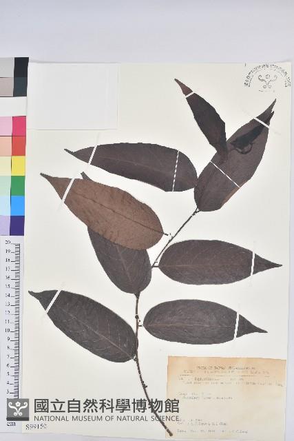 披針葉饅頭果藏品圖，第1張