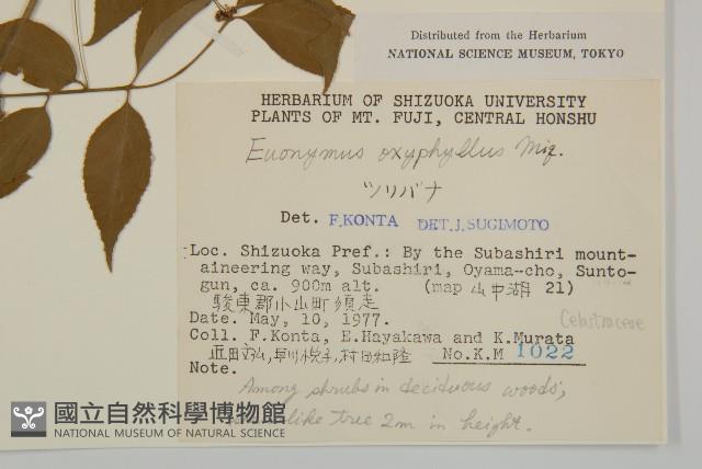 垂絲衛矛藏品圖，第2張