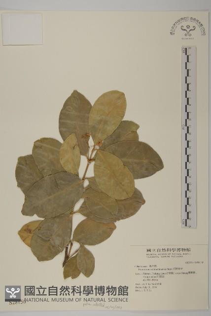 交趾衛矛藏品圖，第4張