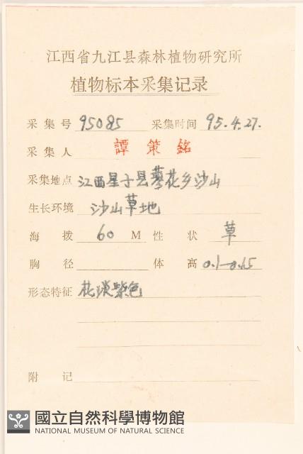 父子草、天青地白藏品圖，第2張